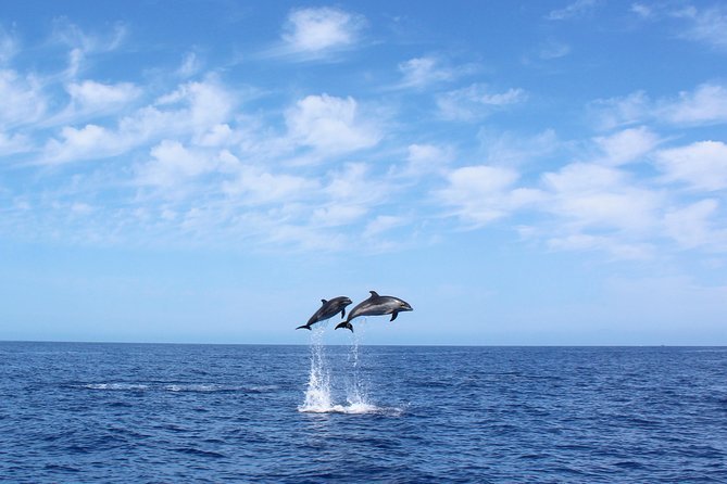 Dolphin Watching Tour on Madeira Island